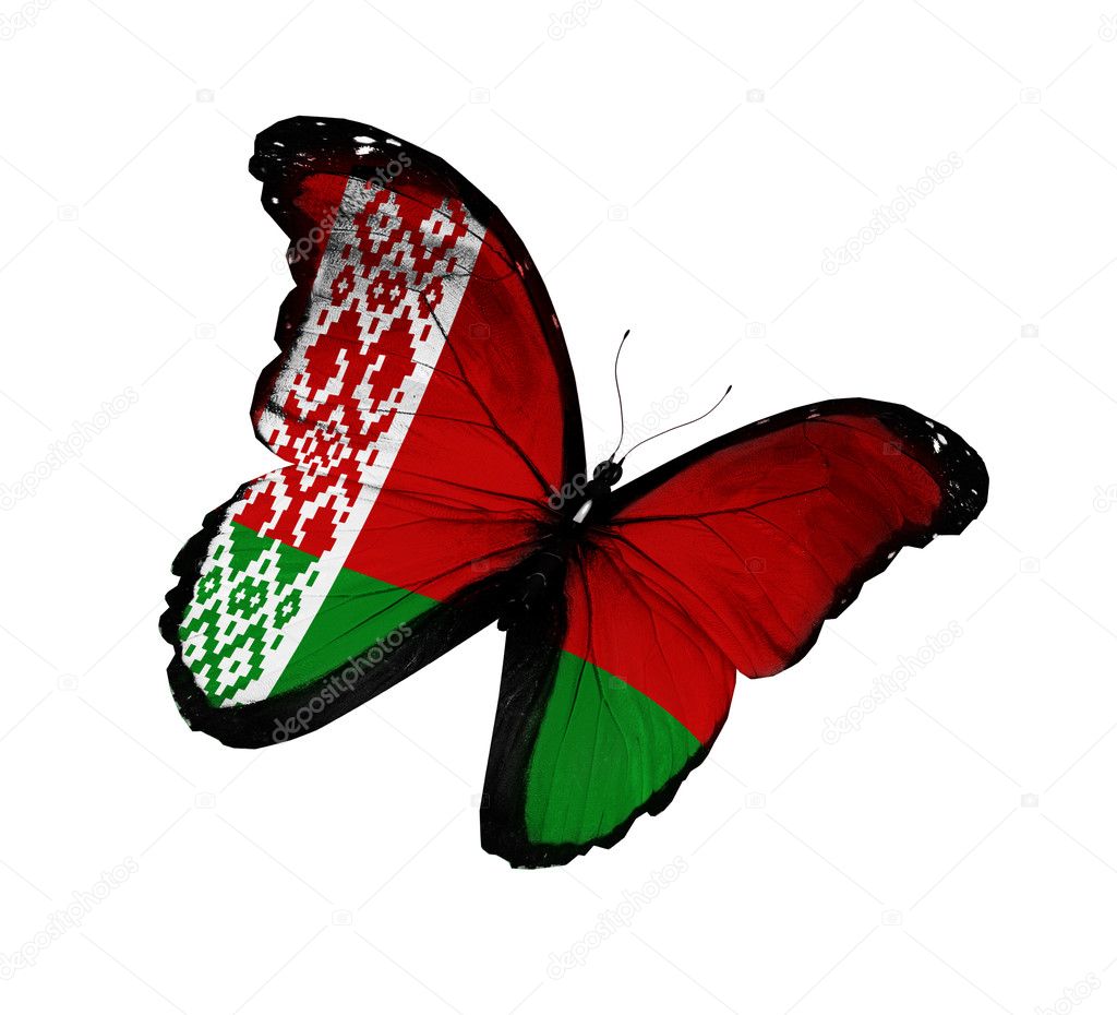 Belarusian flag butterfly flying, isolated on white background