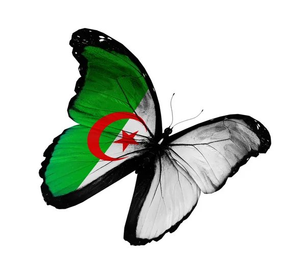 Bandiera algerina farfalla in volo, isolata su sfondo bianco — Foto Stock