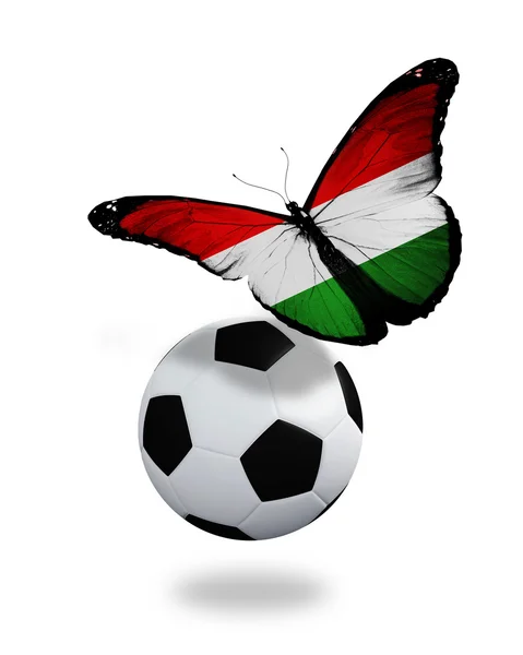 Conceito - borboleta com bandeira húngara voando perto da bola, li — Fotografia de Stock