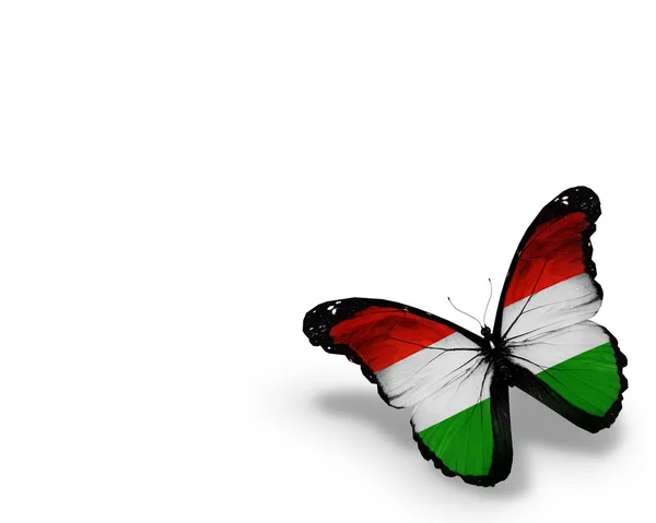 Hungarian flag butterfly, isolated on white background — Stock Photo, Image