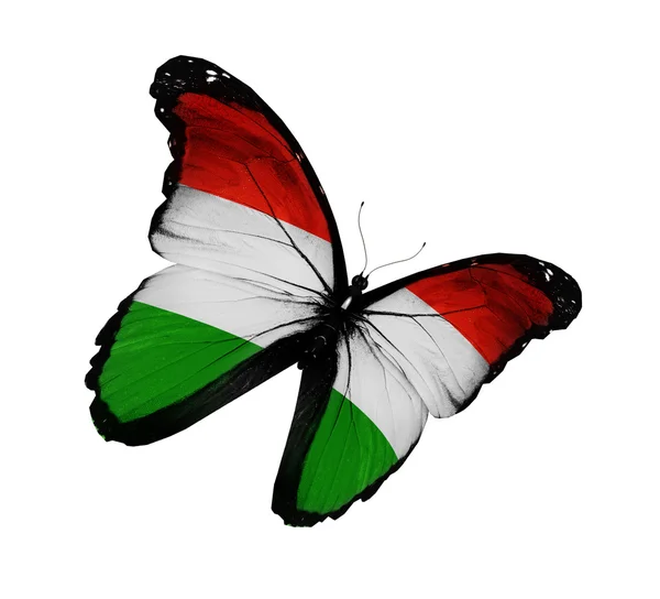ハンガリーの旗蝶の飛行に孤立した白い背景 — ストック写真