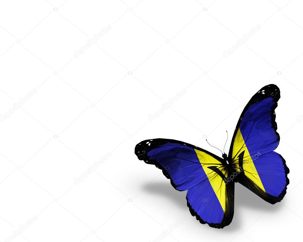 Barbados flag butterfly, isolated on white background