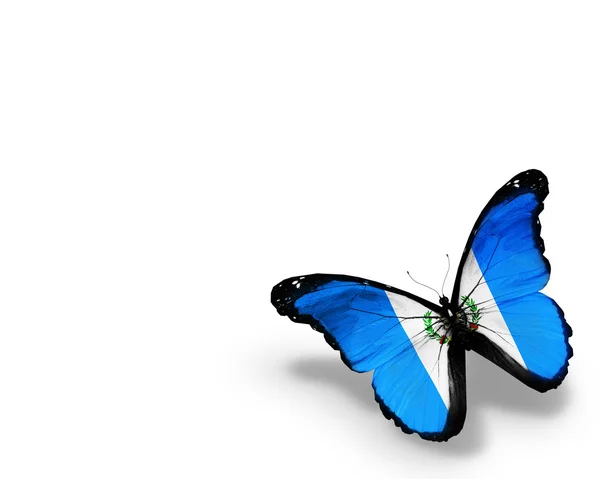 Guatemala vlag vlinder, geïsoleerd op witte achtergrond — Stockfoto