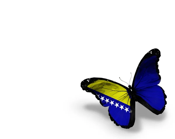 Bosnia and Herzegovina flag butterfly, isolated on white backgro — Stock Photo, Image