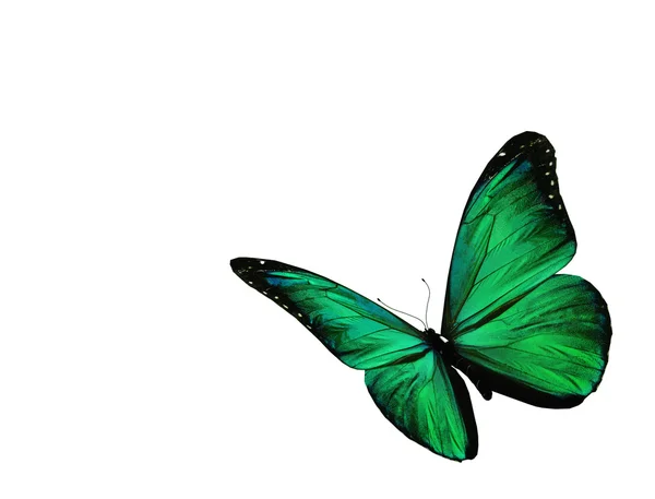 Papillon vert volant, isolé sur fond blanc — Photo