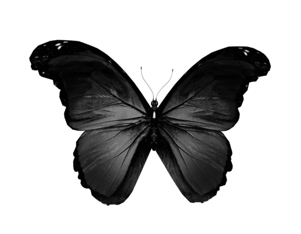 Schwarzer Schmetterling fliegt, isoliert auf weißem Grund — Stockfoto