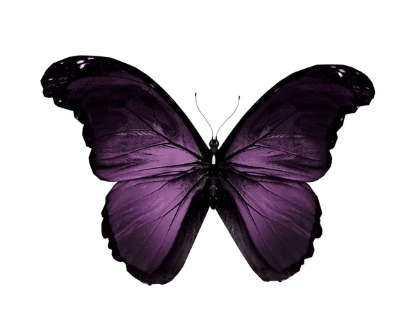 Фиолетовая бабочка летит, изолированная на белом — стоковое фото