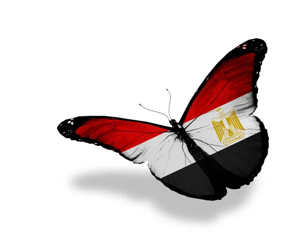 Bandiera egiziana farfalla in volo, isolata su sfondo bianco — Foto Stock