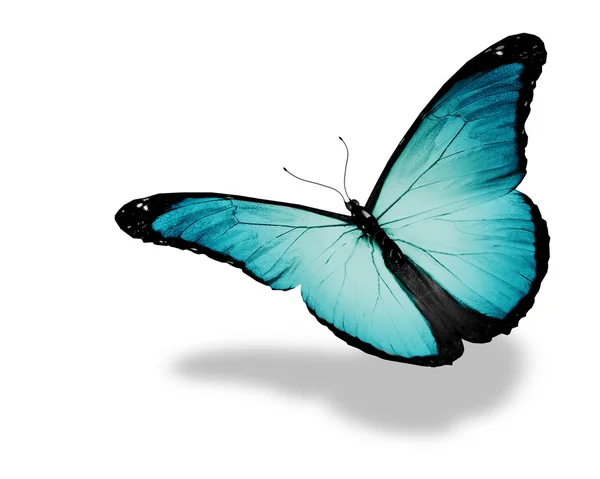 飛行に孤立した白い背景光の青の蝶 — ストック写真