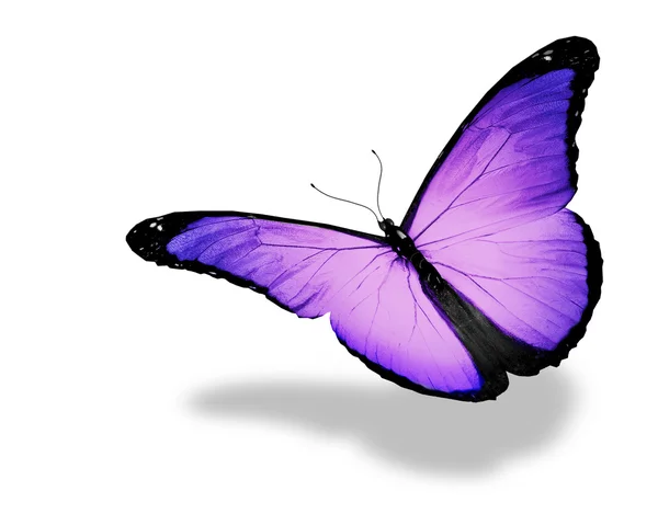 Mariposa violeta ligera volando, aislada sobre fondo blanco —  Fotos de Stock