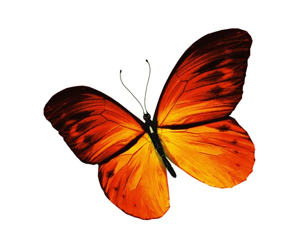 노랑 나비, 흰색 배경에 고립 — 스톡 사진