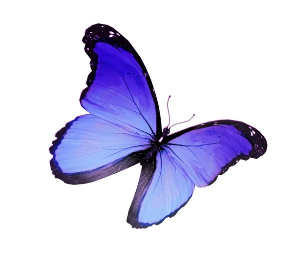 蓝蝴蝶，白色背景 — 图库照片