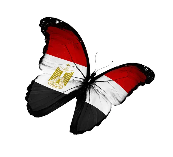 Egyptian flag butterfly flying, isolated on white background — Stock Photo, Image