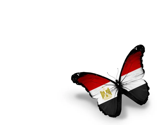 Papillon drapeau égyptien, isolé sur fond blanc — Photo