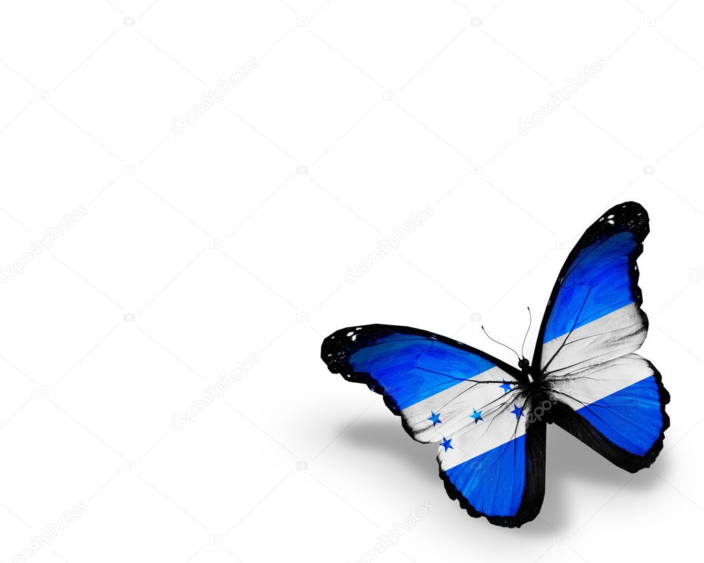 Honduras flag butterfly, isolated on white background
