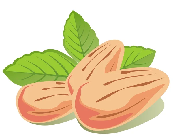 Almond and mint — Stock Photo, Image