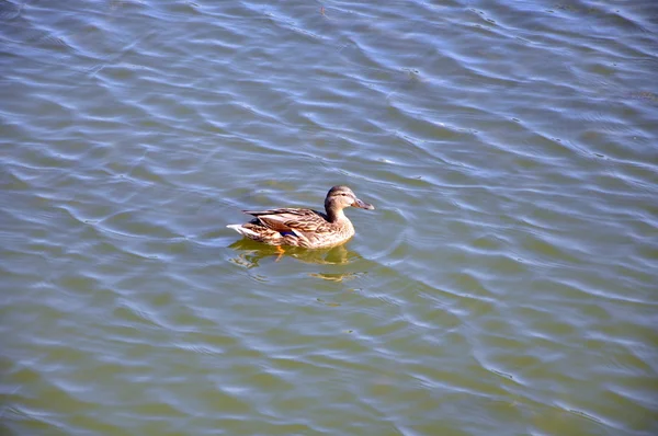 Canard nageant dans l'eau — Photo