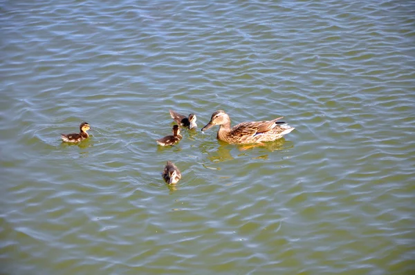 Anka med ungar simmar i vattnet — Stockfoto