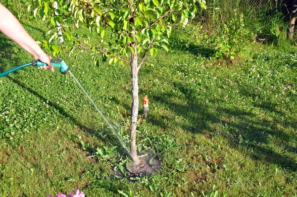 灌溉的梨 — 图库照片