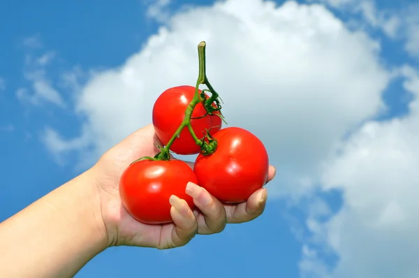 Bürsten Sie die Tomaten in der Hand einer Frau — Stockfoto