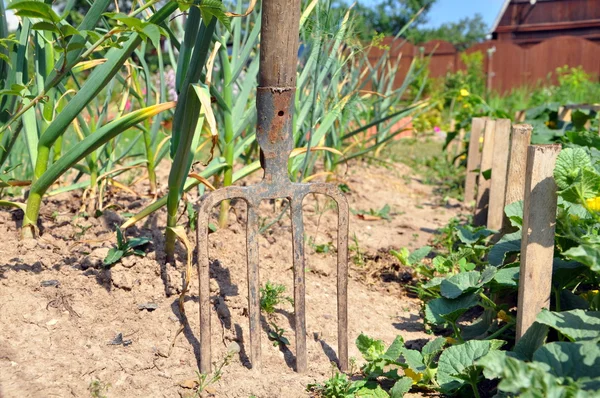 stock image Forks in the garden