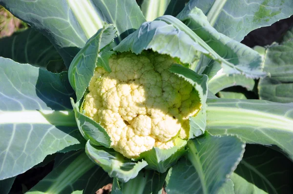 stock image Cauliflower in the garden