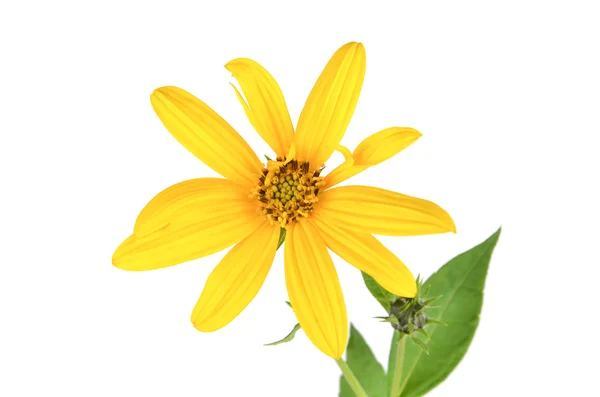 Květ topinambur — Stock fotografie