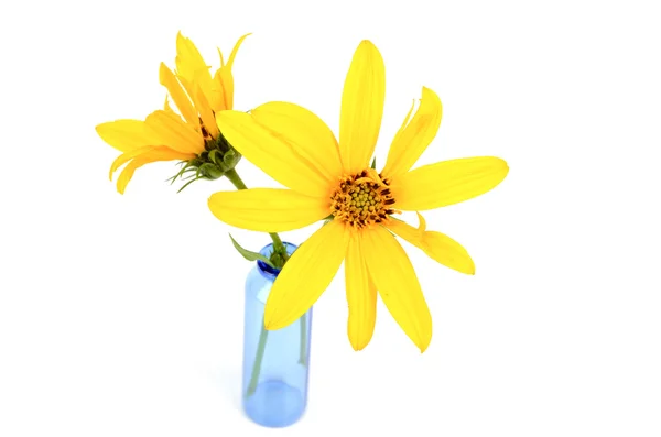 Jerusalem Artischockenblume in der Vase — Stockfoto