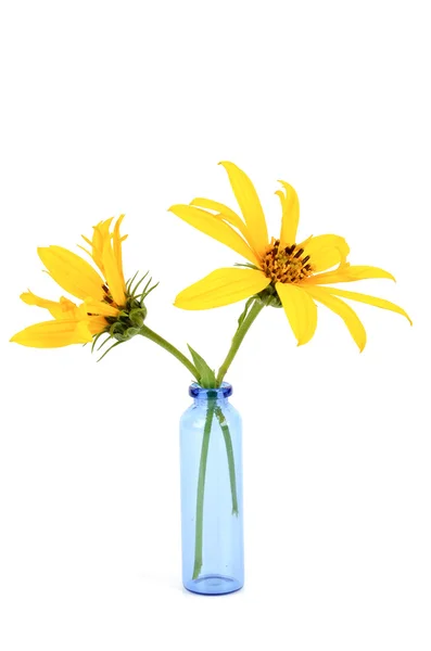 Topinambur květina ve váze — Stock fotografie