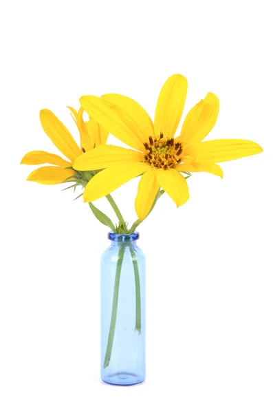 Jerusalem artichoke flower in vase — Stock Photo, Image