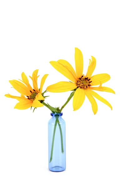 Topinambur květina ve váze — Stock fotografie