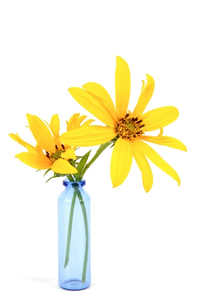 Jerusalem artichoke flower in vase — Stock Photo, Image