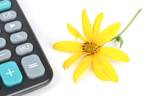 Jerusalem artichoke flower and calculator — Stock Photo, Image