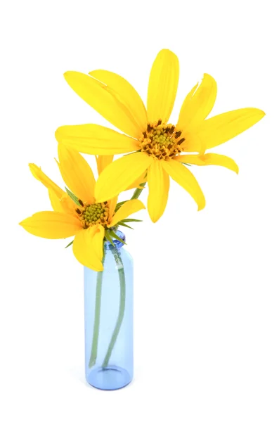 Jerusalem Artischockenblume in der Vase — Stockfoto