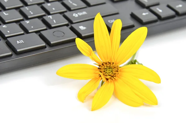 stock image Jerusalem artichoke flower and keyboard