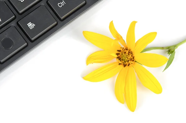 stock image Jerusalem artichoke flower and keyboard