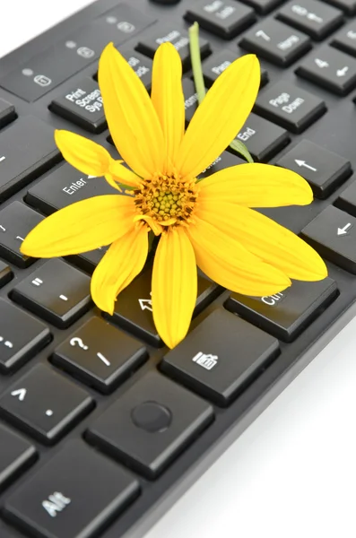 stock image Jerusalem artichoke flower and keyboard