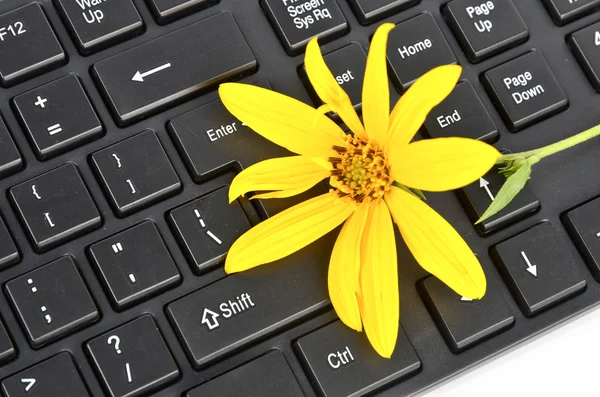 Stock image Jerusalem artichoke flower and keyboard