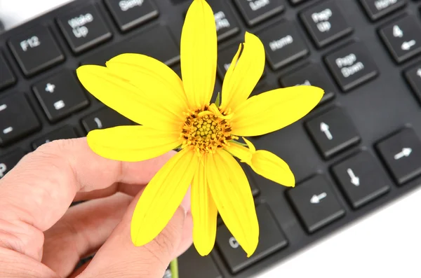 stock image Jerusalem artichoke flower and keyboard