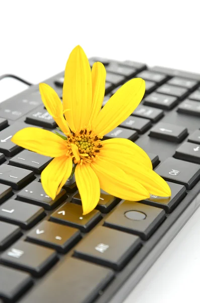 Jerusalén flor de alcachofa y teclado — Foto de Stock