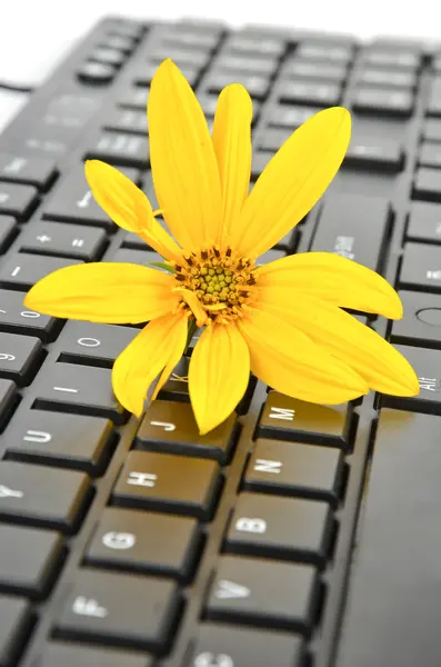 stock image Jerusalem artichoke flower and keyboard