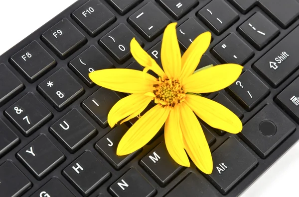 stock image Jerusalem artichoke flower and keyboard