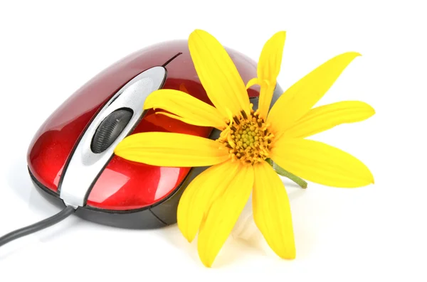 stock image Jerusalem artichoke flower and red computer mouse