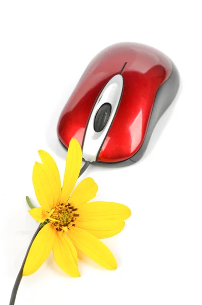 キクイモの花と赤コンピュータ ・ マウス — ストック写真