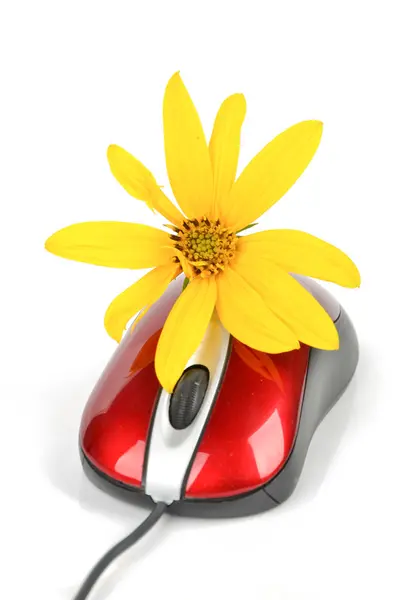Topinambur květin a červené počítačová myš — Stock fotografie