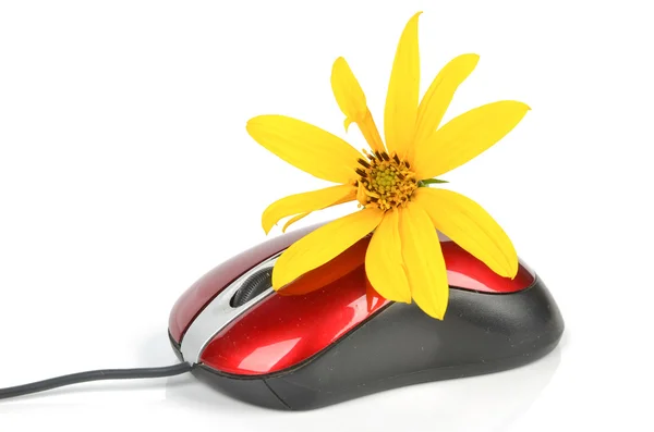 Topinambur květin a červené počítačová myš — Stock fotografie