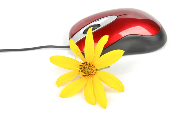 Ιερουσαλήμ αγκινάρα λουλούδι και κόκκινο ποντίκι του υπολογιστή — Φωτογραφία Αρχείου