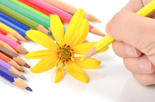 Ιερουσαλήμ αγκινάρα λουλούδι και χρώμα μολύβι — Φωτογραφία Αρχείου
