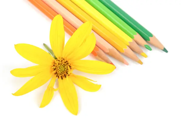 Jerusalem artichoke flower and color pencil — Stock Photo, Image