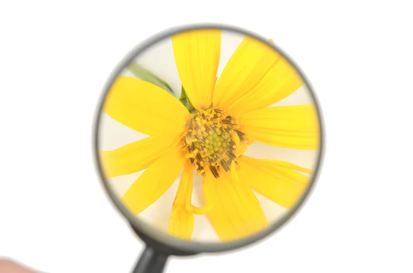 Jerusalem artichoke flower and magnifier — Stock Photo, Image